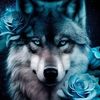 wolves434