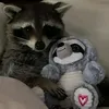 cosmicraccoonofthenight_