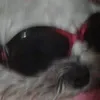 patthefresh