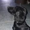 conchu_pda