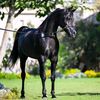 يلا يا زيكو علي الاسطبل 😂🐴