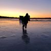 moose_hortons