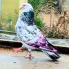 rajashahzaib772