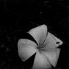 dawin_444