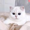 lily_snowflake_