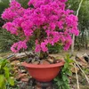 vunguyen19_05