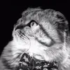 catforever51