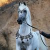 mohmmed_379