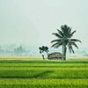 muthuazhagu52