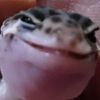 blizzard_lizard