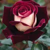 jnan_salh