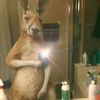botiajimmymfc