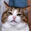 gatolopez653