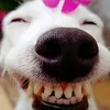 111111chien0