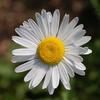 20112005leucanthemum