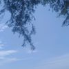 syamon17