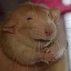 snuffflez