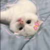 kittennnv