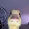 nyari_armin