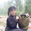 Vương ngọc thảo