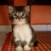 babydendut