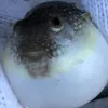 harukarakachiku
