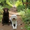 dog_tok