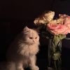 hdooly_r
