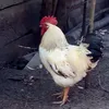 zsofilya