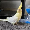 _ryanw_04_