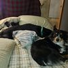 3dogsislife