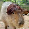 ammycapybara10