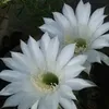 fatima_fadel18