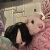 guineapig_mama77