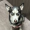 otishusky