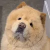 kumaokumako