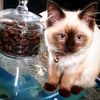 blossomragdollcatasgram