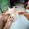 dengdong1aja