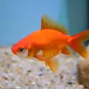 lepoissonsteve3
