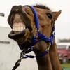 richardthehorseyt