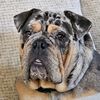 winston_20244