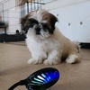 julieta_shihtzu