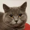 britishshorthairlcasdec