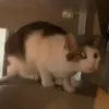 hugo.dulb