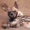 dion_yeen