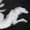 shiqryl