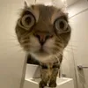 lynx.plink