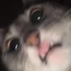 kongkongkonghahah