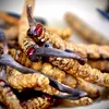 Bhutan Cordycep Exporter