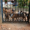 jaffna_stray_dog_service